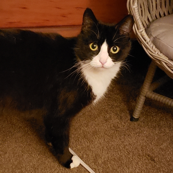 RESCUE KENTUCKY - Picture 17 of 17